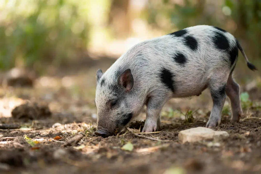 Petit cochon tacheté noir et blanc explorant le sol terreux entouré de végétation floue en arrière-plan.