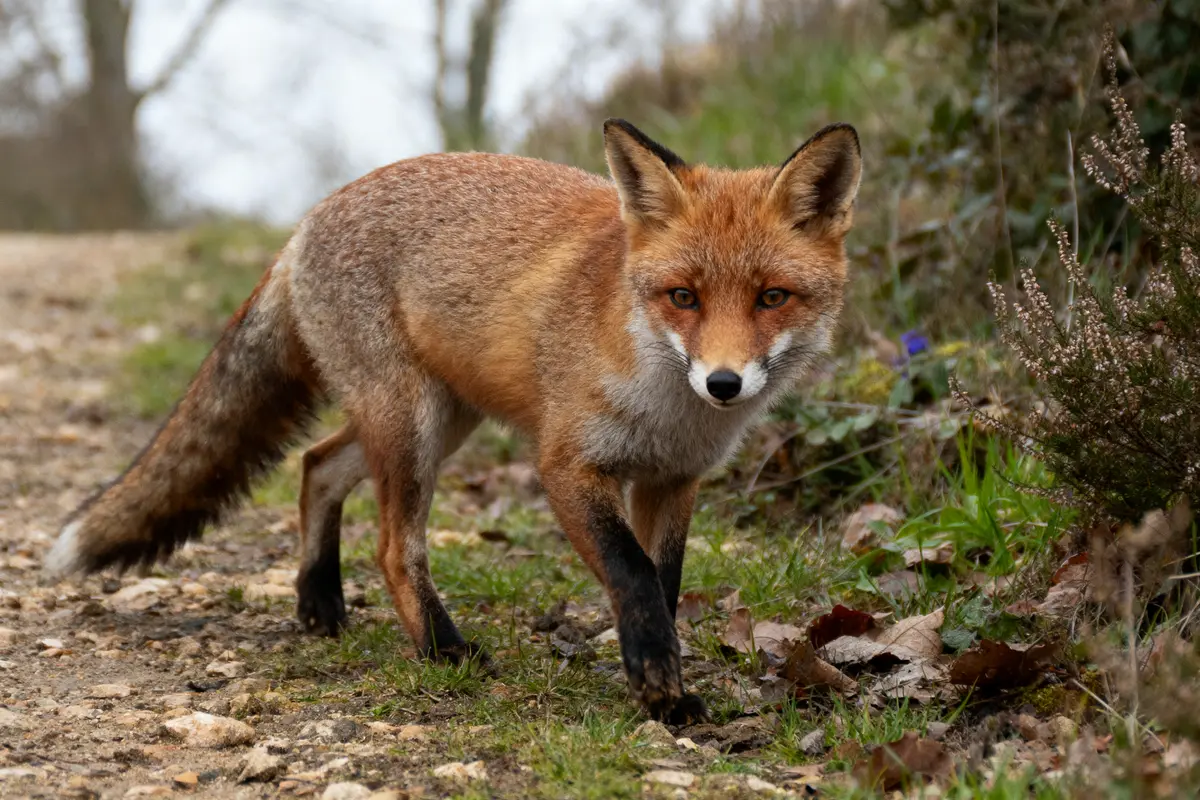Renard roux marchant sur un chemin forestier avec des feuilles et de l'herbe autour, regard intense.