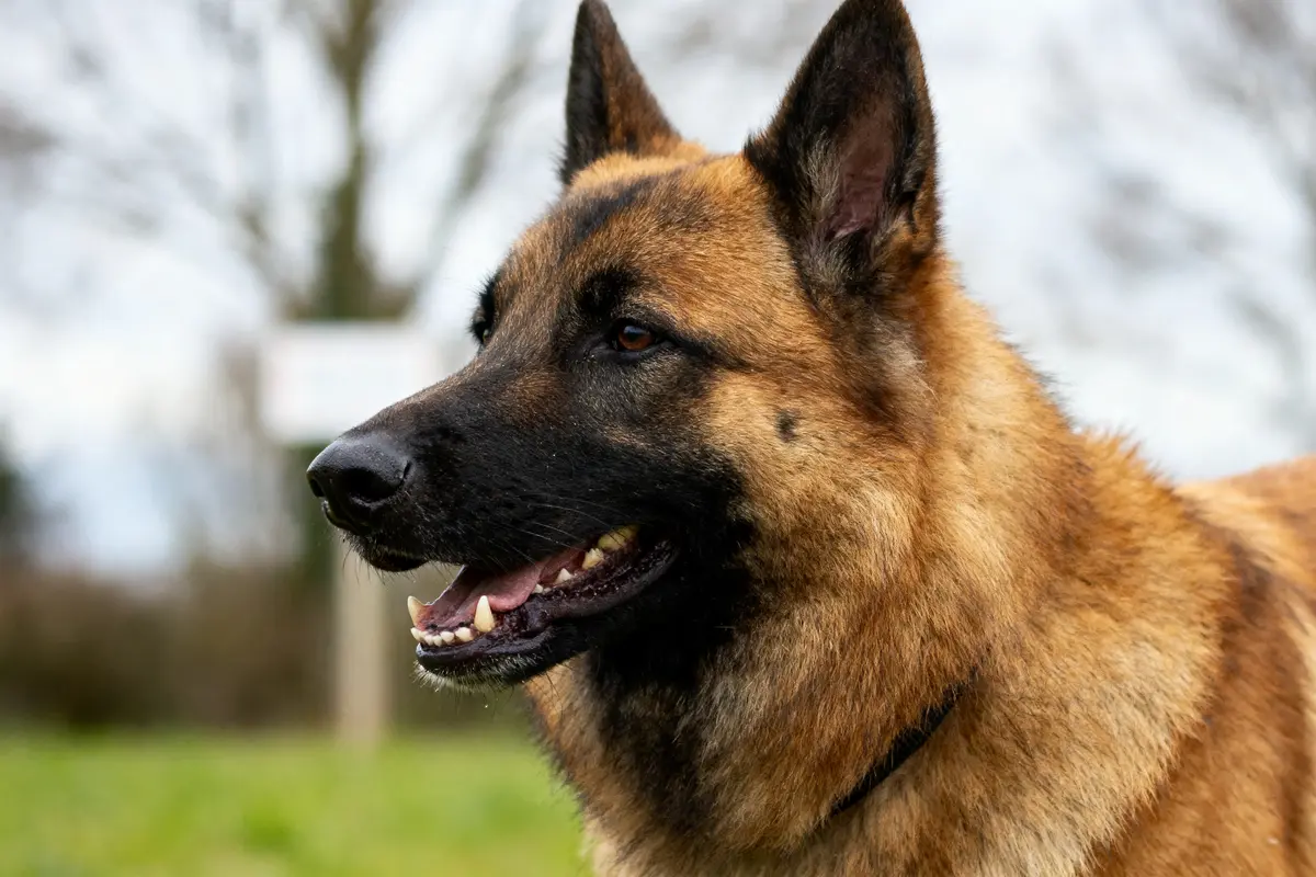 Chien de type berger belge malinois, profil, extérieur, oreilles dressées, pelage brun et noir, arriÚre-plan flou.