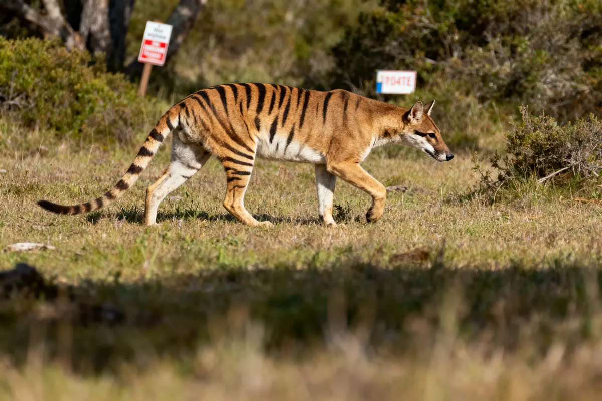 Un animal rayé marche dans un champ verdoyant avec des panneaux en arrière-plan.