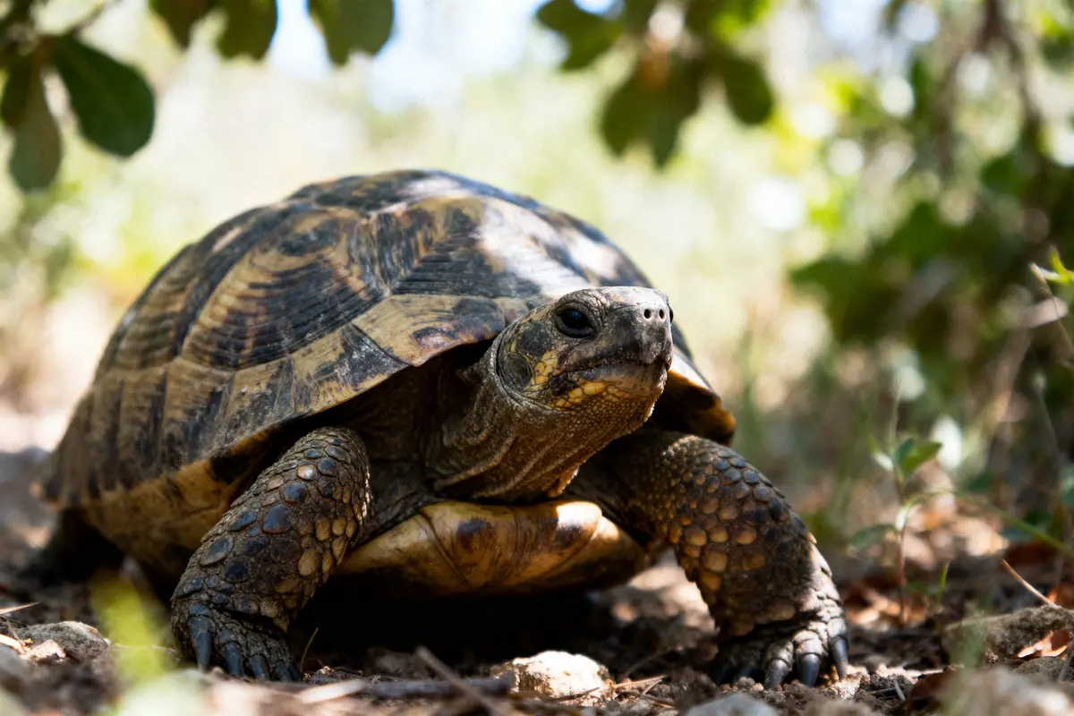 Tortue terrestre brune avançant lentement sur sol rocheux, herbes vertes en arrière-plan.