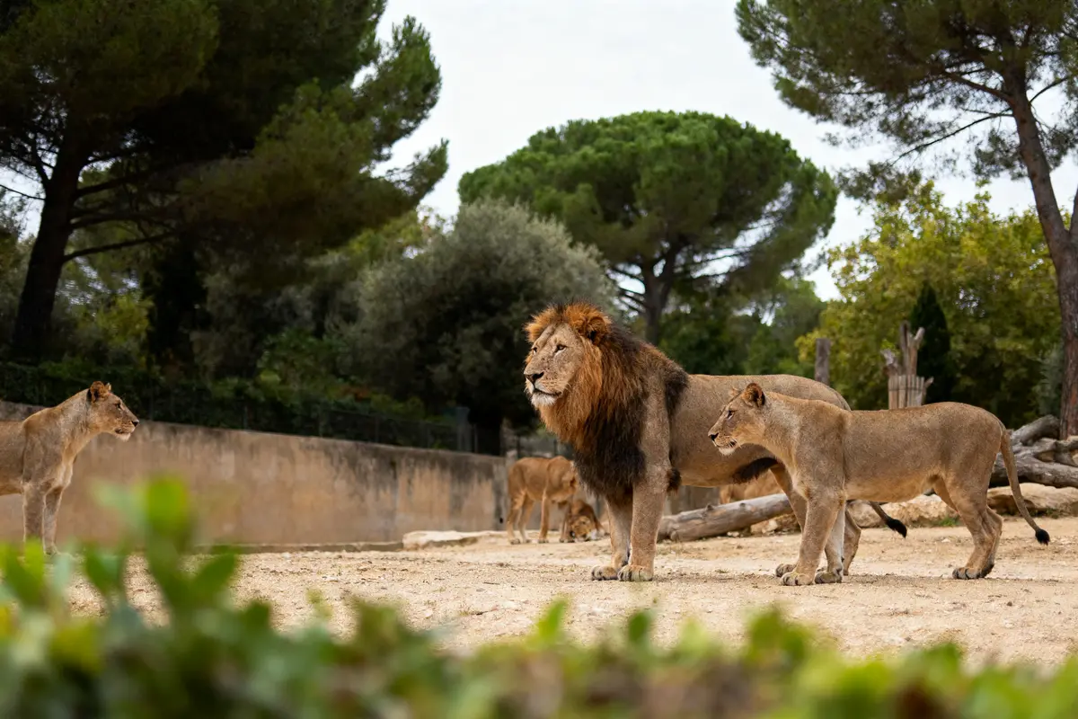 Lion et lionnes debout dans un enclos ombragé avec des arbres en arriÚre-plan.