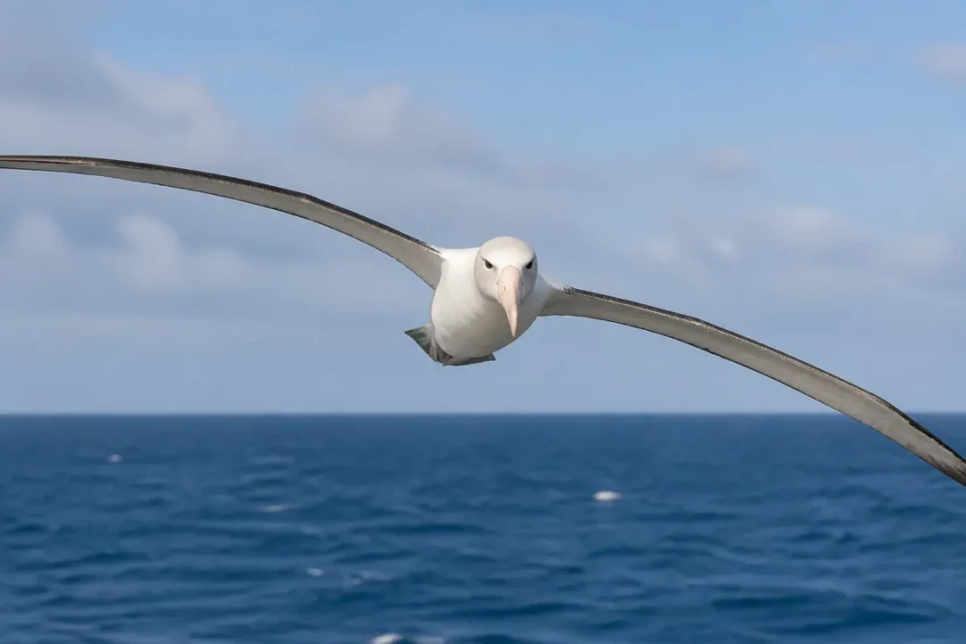 Albatros hurleur en vol au-dessus de l'océan avec ailes déployées majestueusement
