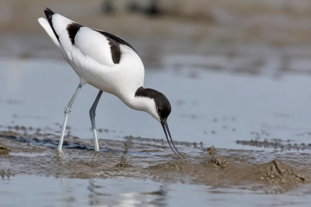 Avocette élégante cherchant de la nourriture dans la boue d'une zone humide côtière