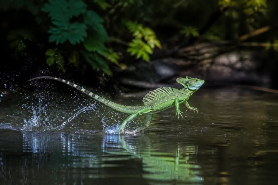 Basilic animal vert courant sur l'eau dans un environnement tropical abondant en végétation