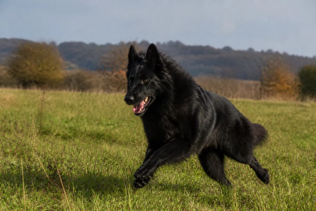 Chien berger belge Groenendael noir courant dans un champ verdoyant en nature