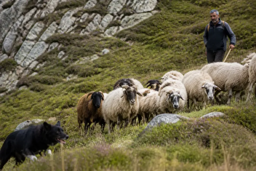 Un homme et un chien berger islandais guident un troupeau de moutons en montagne