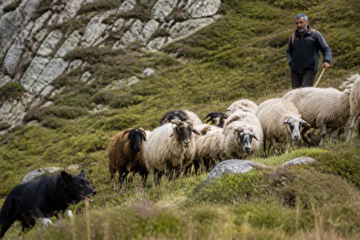 Un homme et un chien berger islandais guident un troupeau de moutons en montagne