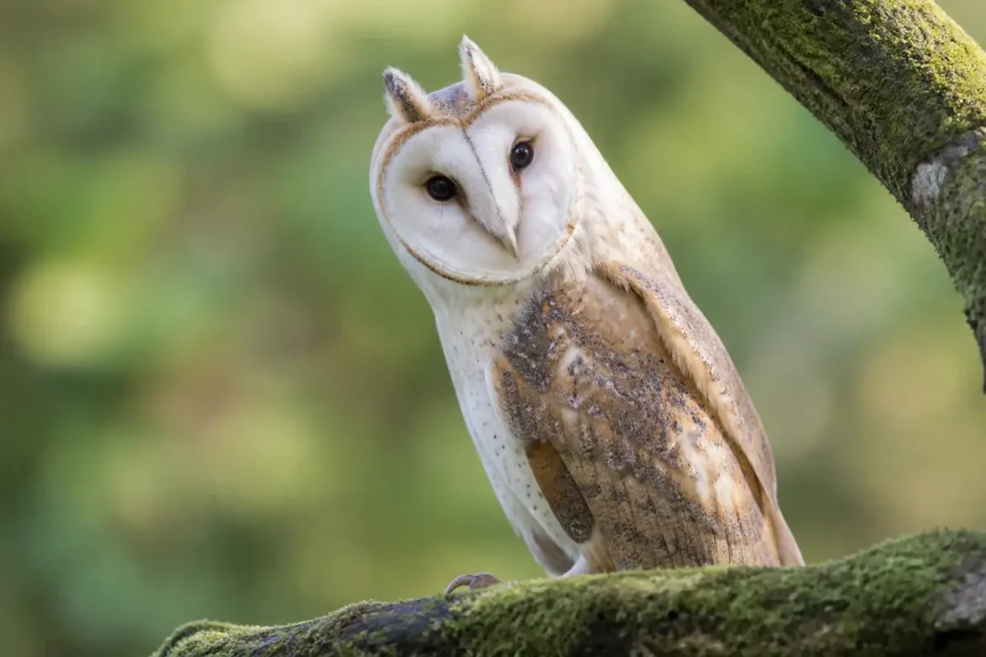 Chouette hibou posée sur une branche, regard intense, fond flou de forêt verte