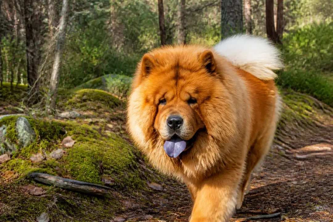 Chien chow chow marron marchant dans une forêt verdoyante avec langue bleue visible