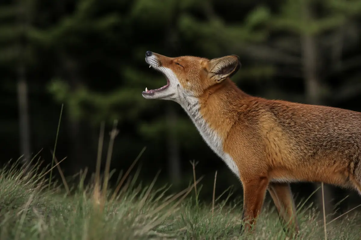 Renard en train de vocaliser le cri du renard dans une forĂŞt verdoyante