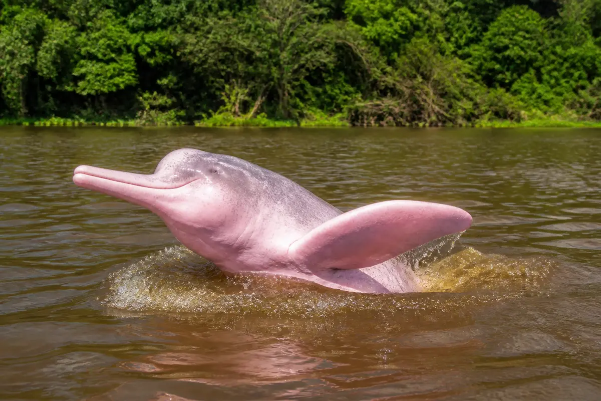Dauphin rose nageant dans une rivière avec une forêt en arrière-plan