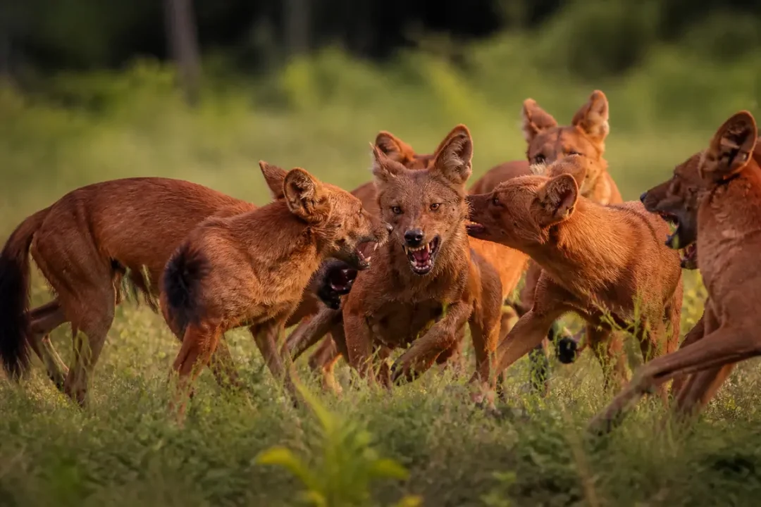 Meute de dholes en interaction active au milieu d'une prairie verdoyante
