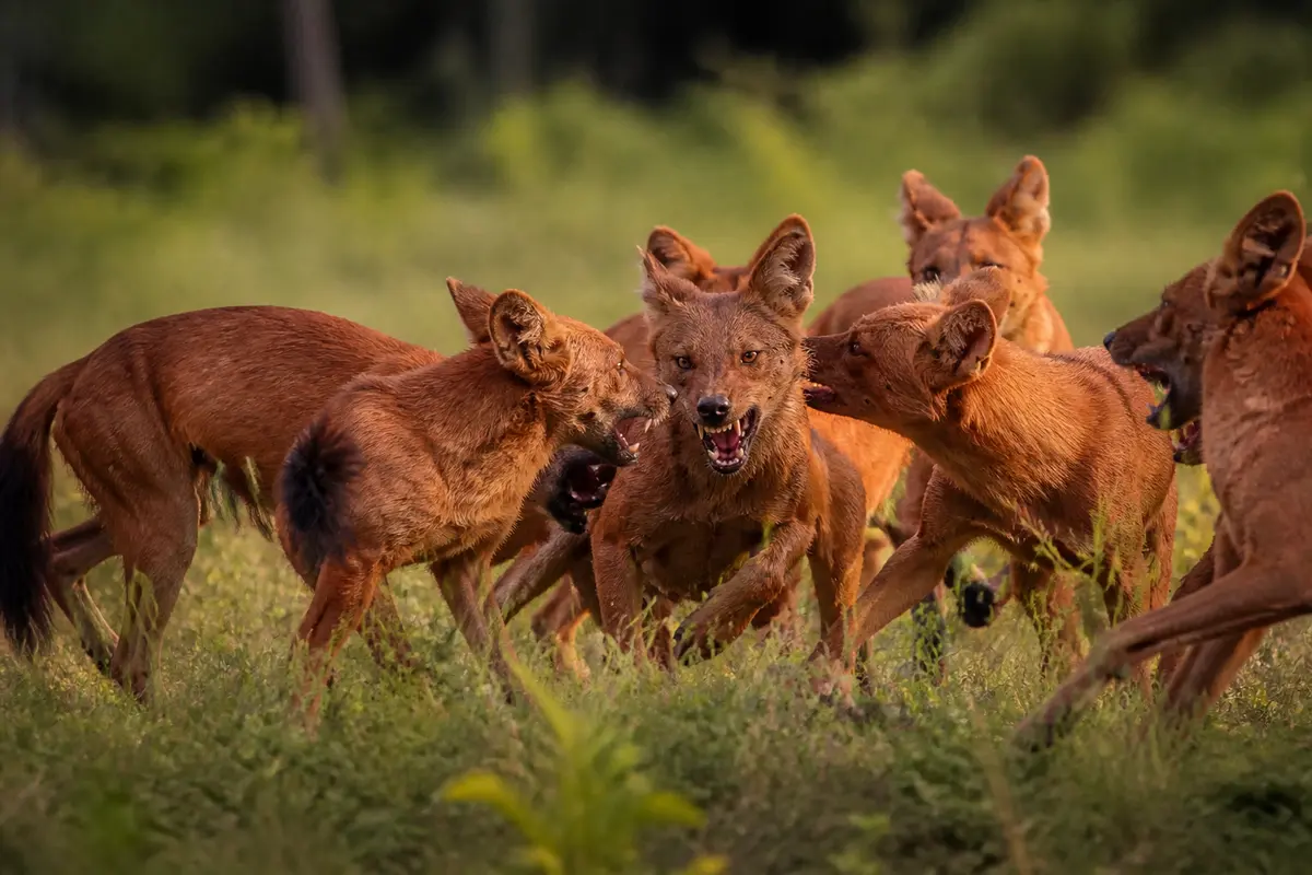 Meute de dholes en interaction active au milieu d'une prairie verdoyante