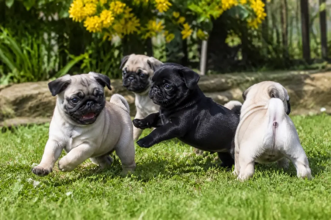 Chiots carlins jouant dans l'herbe à l'élevage Les Carlins d'Ysgrazil