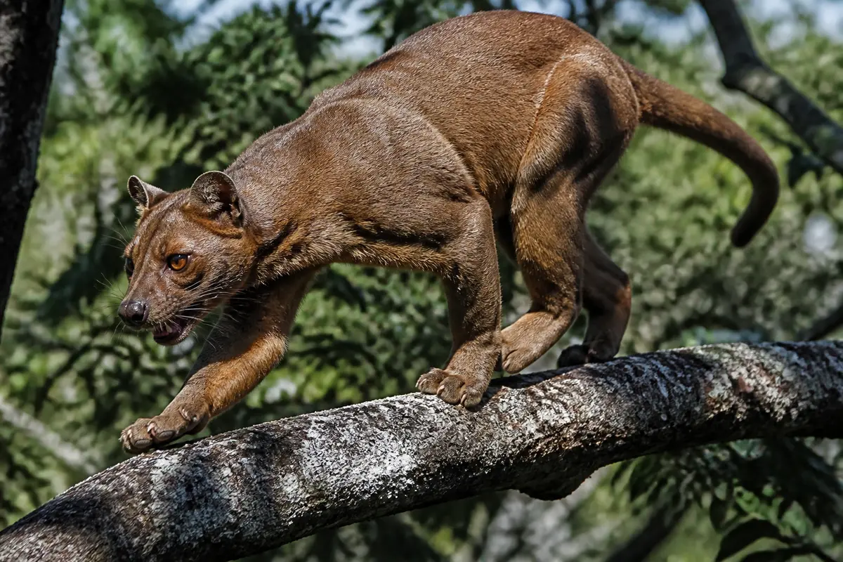 Fossa marchant sur une branche d'arbre en pleine nature verdoyante