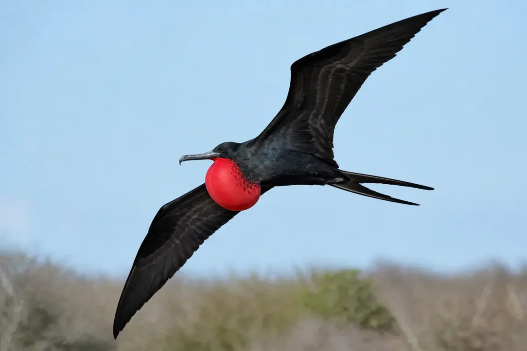 Frégate oiseau en vol avec sa gorge rouge gonflée en plein ciel clair