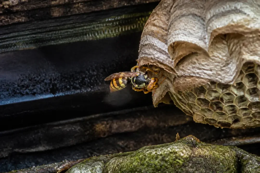 Frelon européen entrant dans son nid construit avec des matériaux naturels