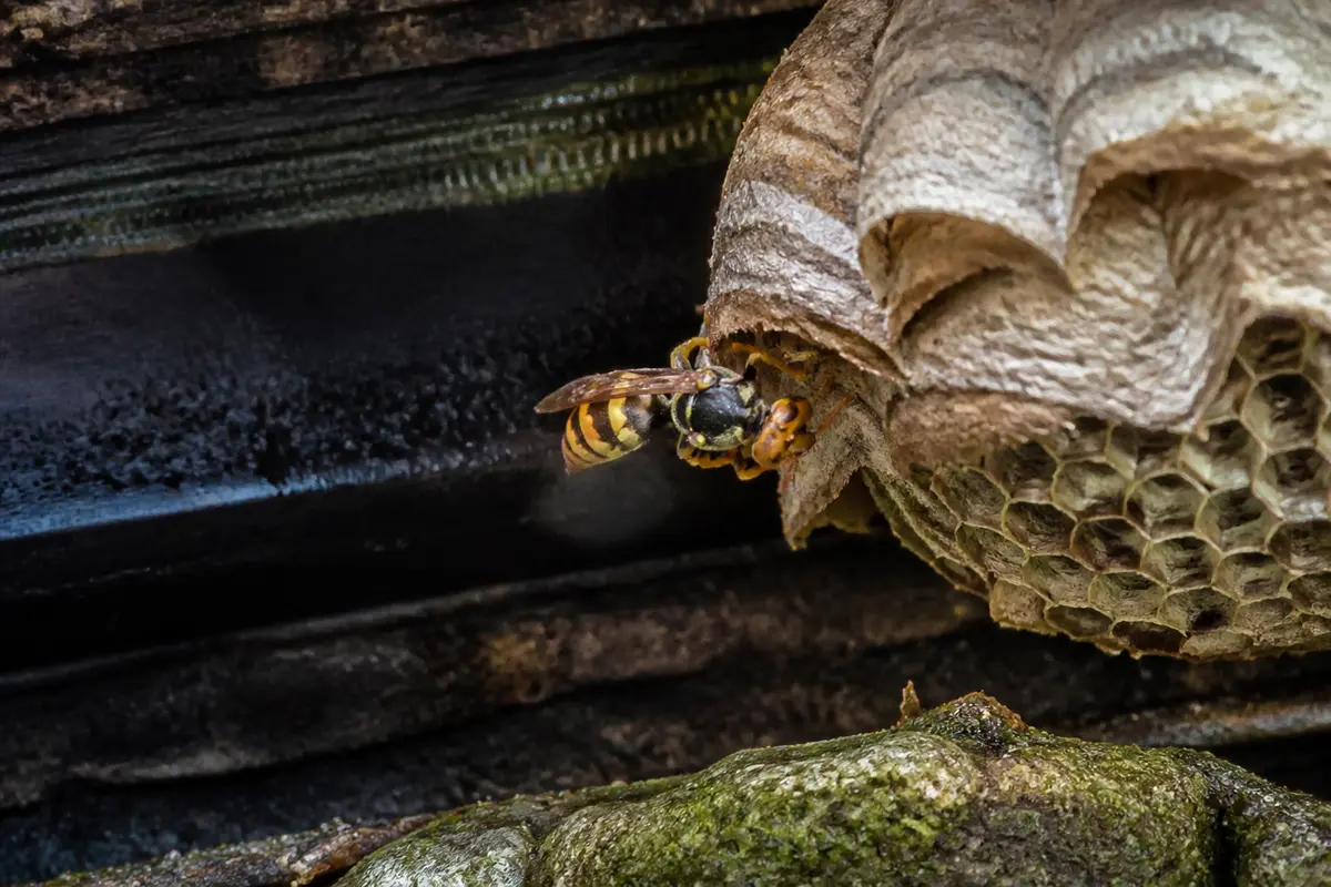 Frelon européen entrant dans son nid construit avec des matériaux naturels