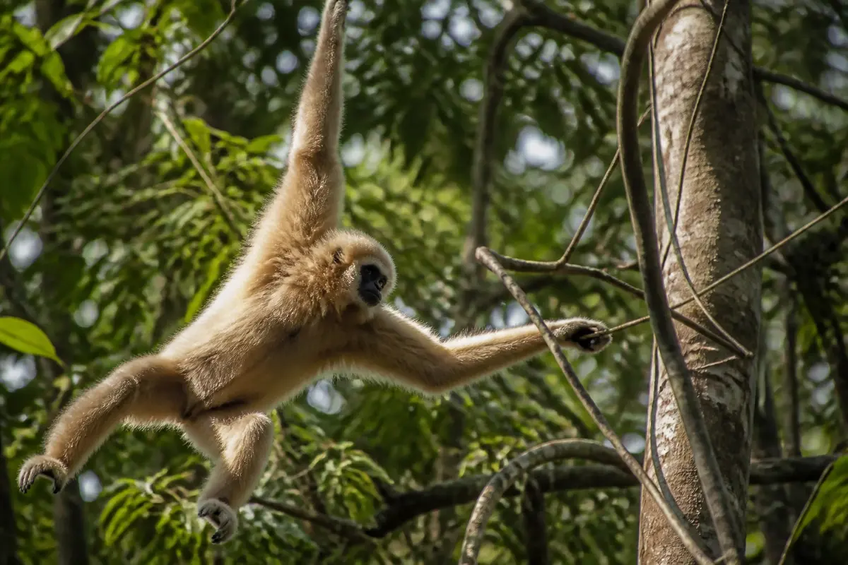 Gibbon agile se balançant entre les arbres dans une forêt tropicale dense et verdoyante