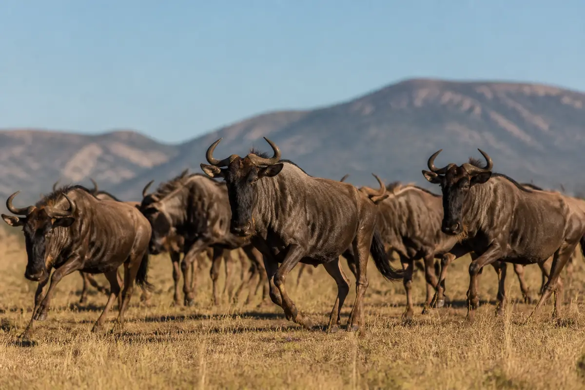 Troupeau de gnous galopant dans la savane africaine devant des montagnes lointaines