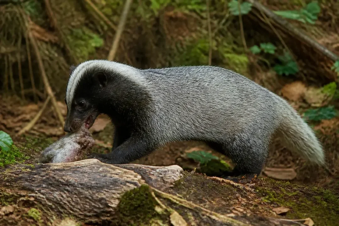 Animal, au pelage gris, mangeant dans une forêt; couleur grison dominante.