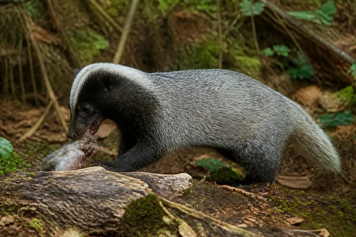 Animal, au pelage gris, mangeant dans une forêt; couleur grison dominante.