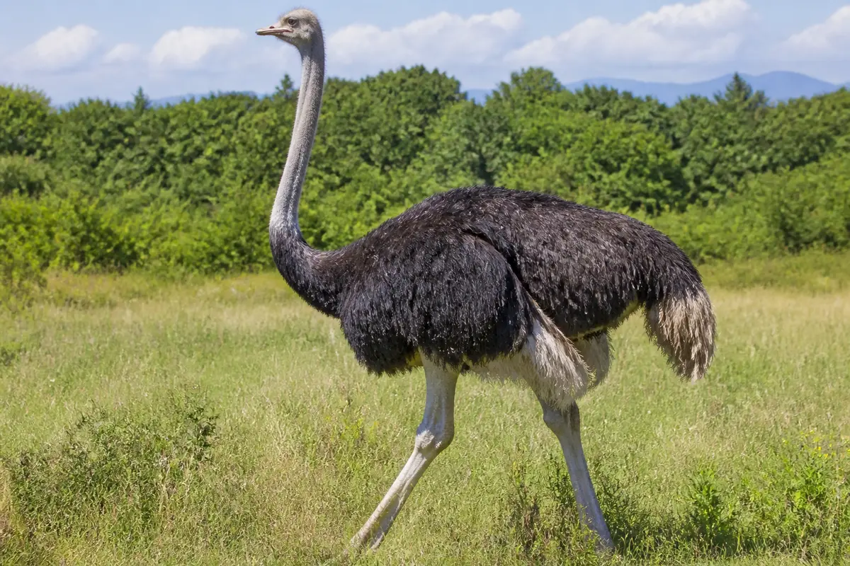 Autruche marchant dans une prairie, exemplaire de gros oiseau au plumage noir et blanc