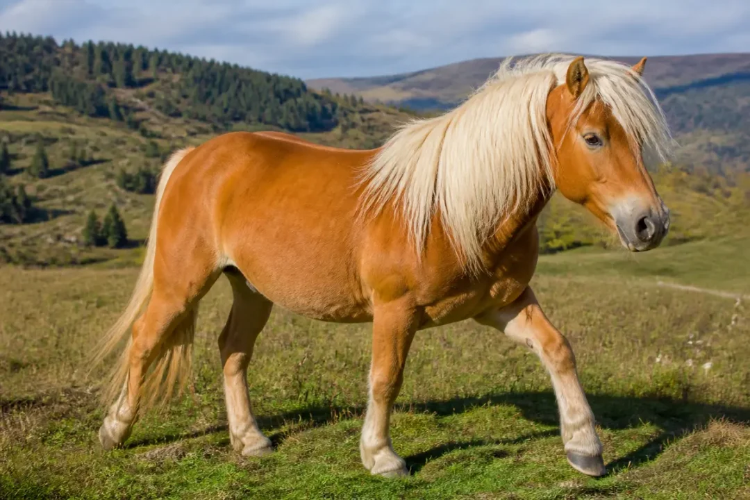Cheval Haflinger marchant dans un paysage de montagne ensoleillé avec pelage doré et crinière claire