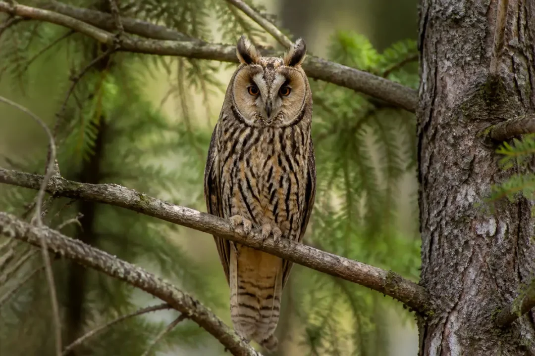Hibou moyen-duc perché sur une branche dans une forêt verdoyante