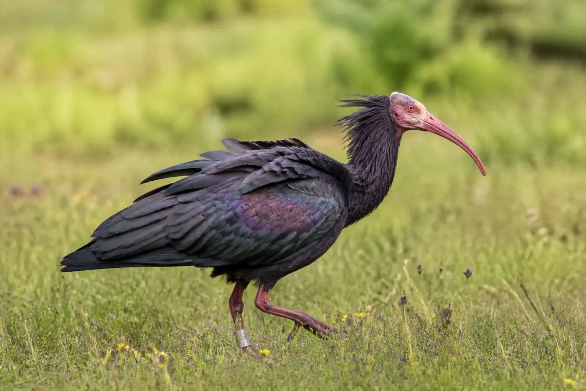 Ibis chauve marchant dans une prairie verdoyante avec des plumes foncées distinctives