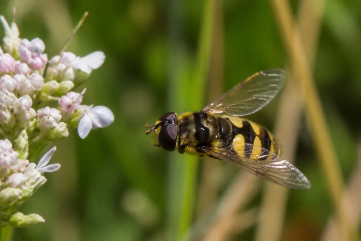 Insecte volant pollinisant une fleur blanche dans un jardin verdoyant en plein été