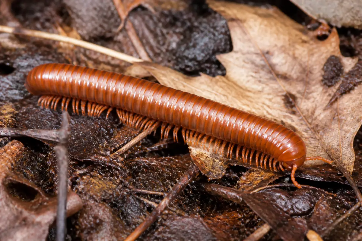 Iule brun rampant sur des feuilles mortes et sol forestier humide