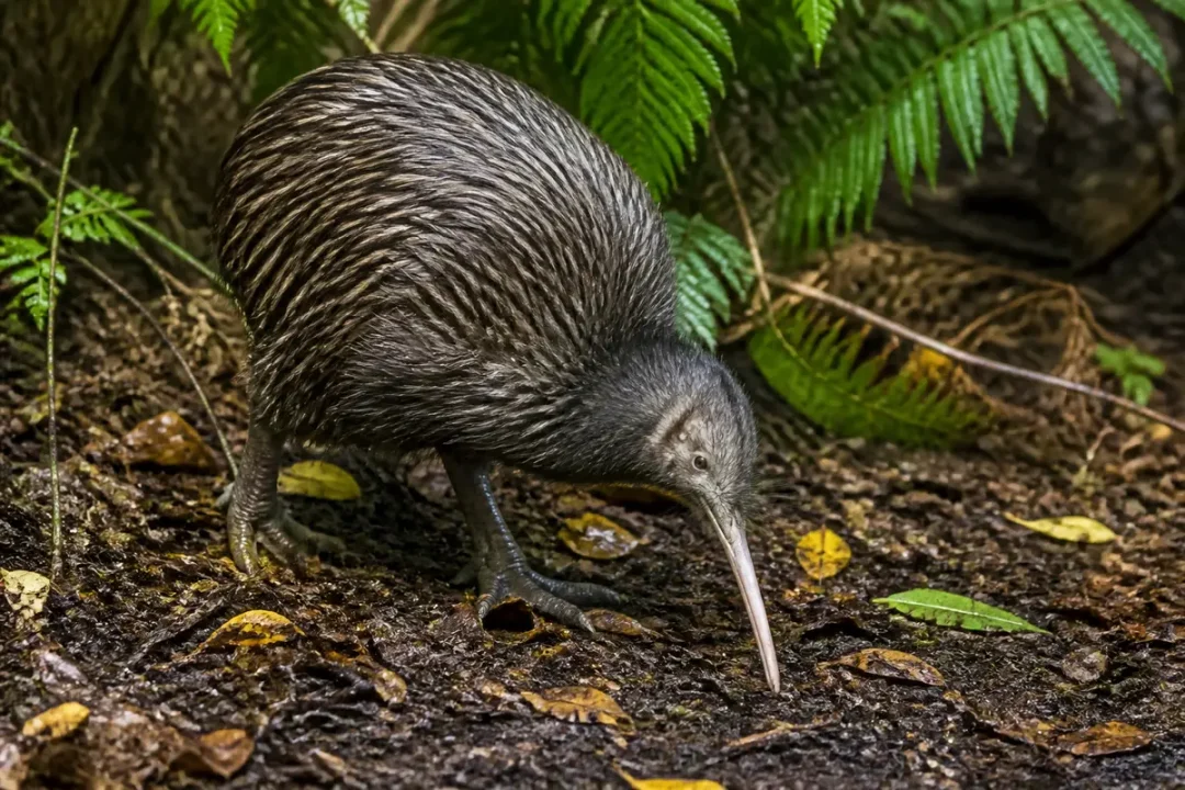 Oiseau kiwi recherchant de la nourriture au sol dans un sous-bois verdoyant