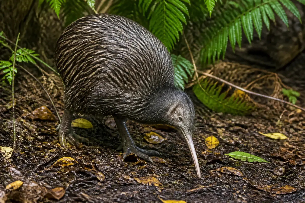 Oiseau kiwi recherchant de la nourriture au sol dans un sous-bois verdoyant