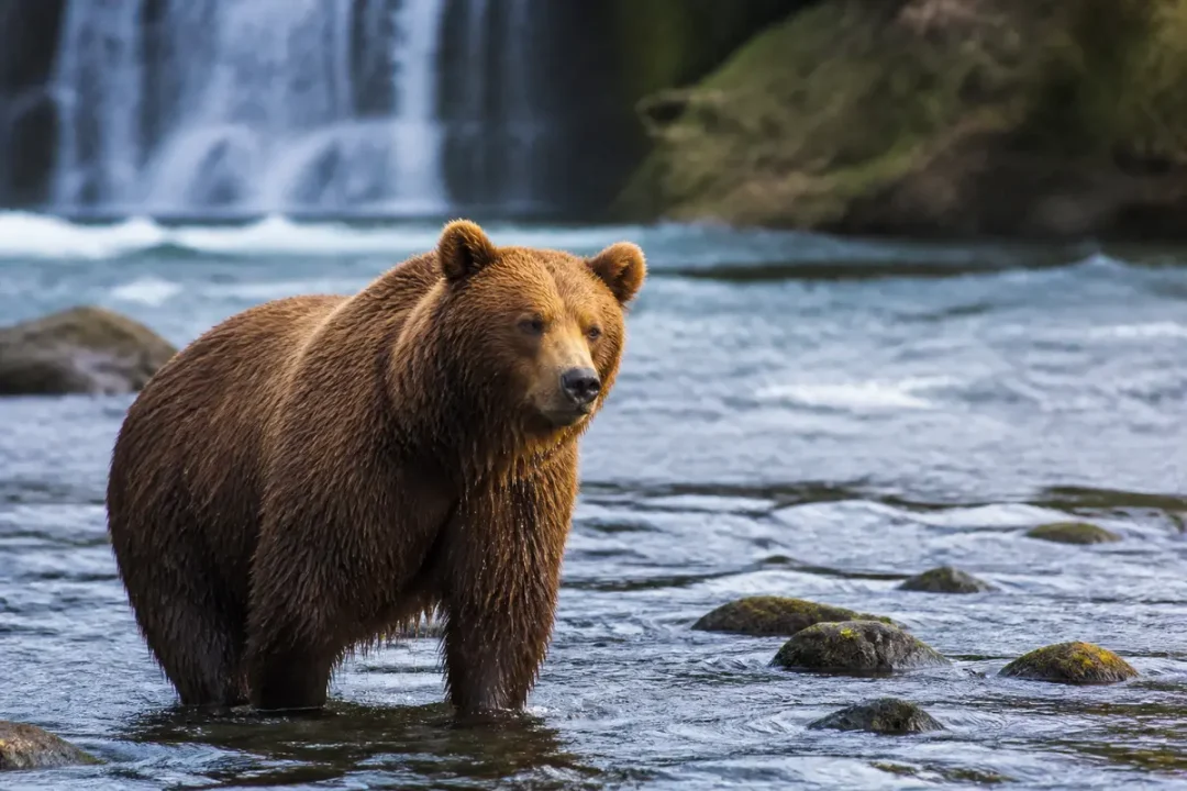 Ours brun Kodiak solitaire debout dans une rivière devant une cascade paisible