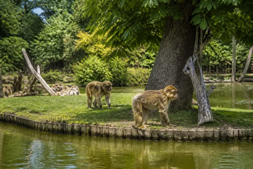 Deux singes marchent sous un arbre à la Vallée des Singes, près d'un étang.