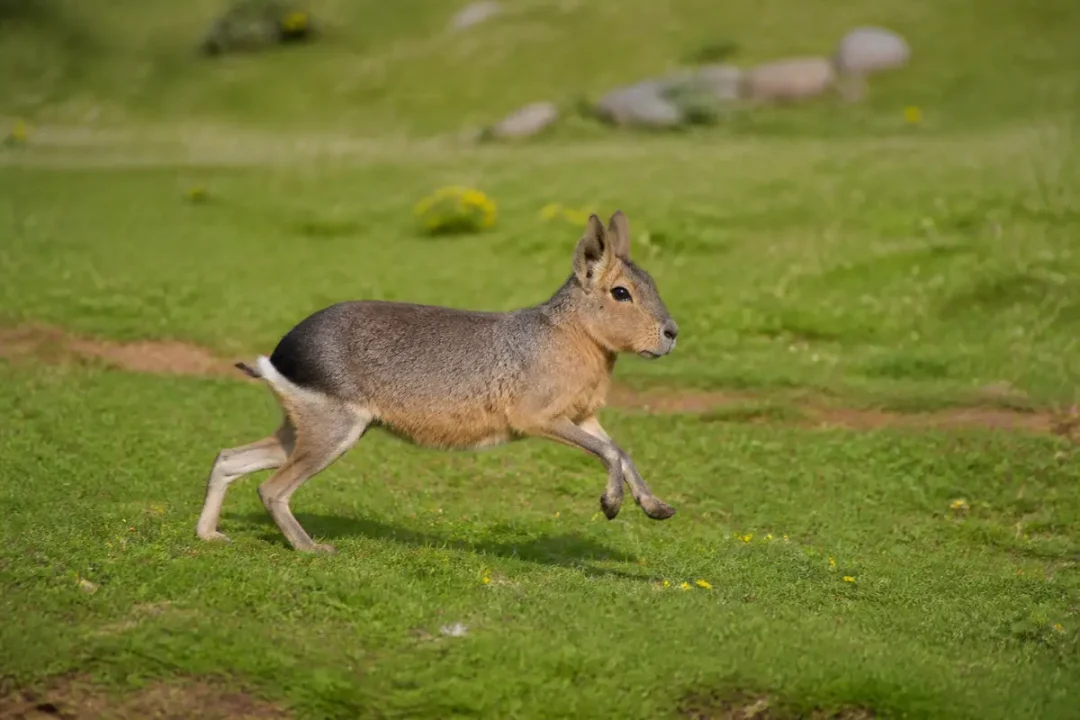 Lievre de Patagonie courant sur l'herbe verte dans un environnement naturel et ensoleillé