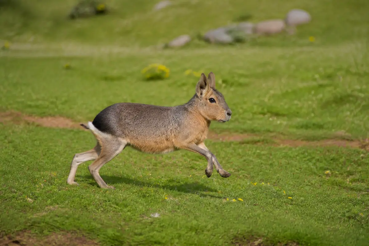 Lievre de Patagonie courant sur l'herbe verte dans un environnement naturel et ensoleillé