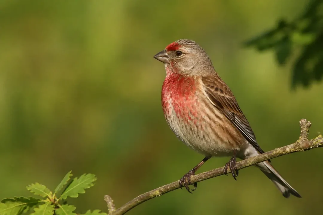 Linotte posée sur une branche, plumage rouge et marron distinctif