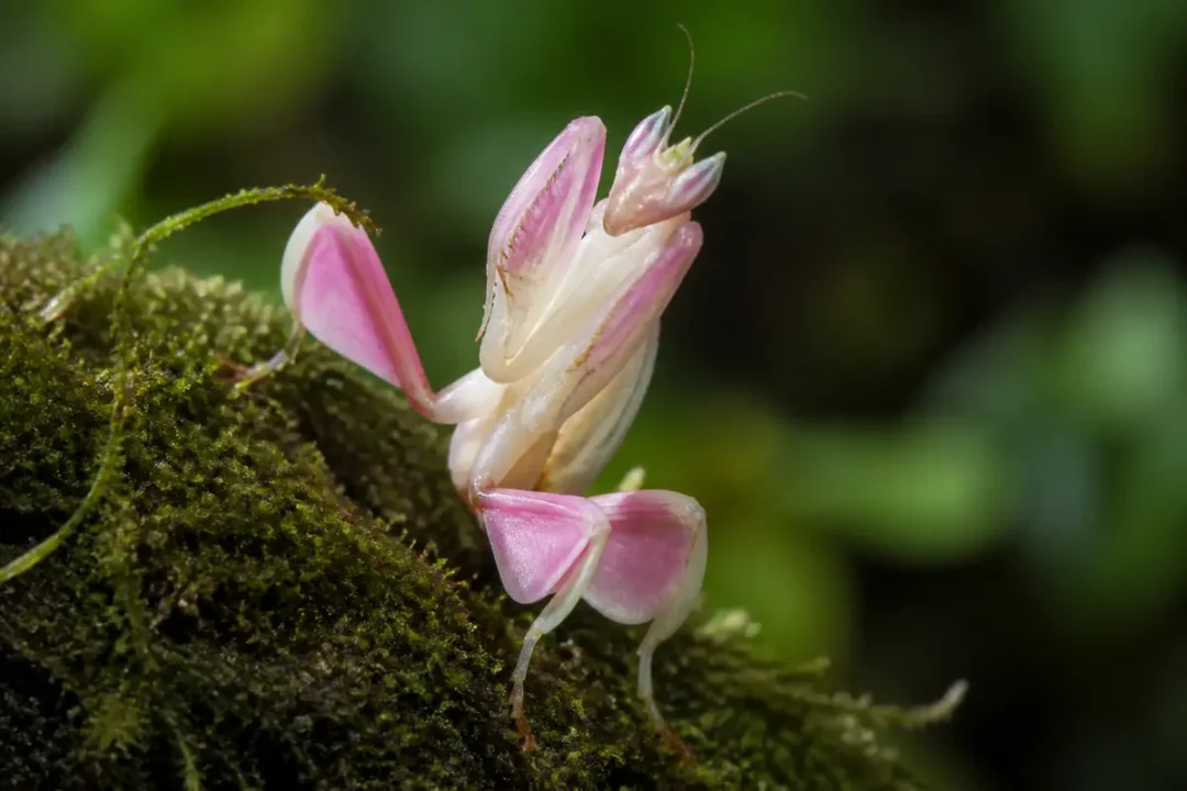 Mante orchidée rose et blanche posée sur de la mousse verte en gros plan