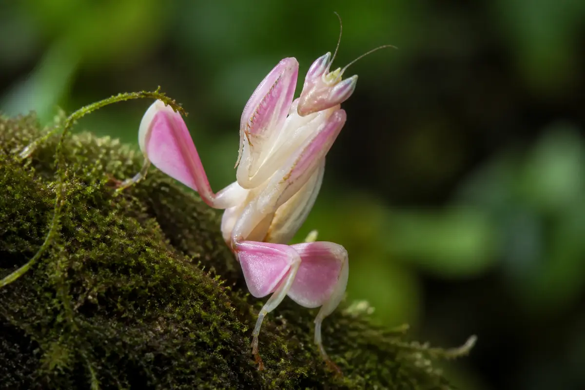 Mante orchidée rose et blanche posée sur de la mousse verte en gros plan