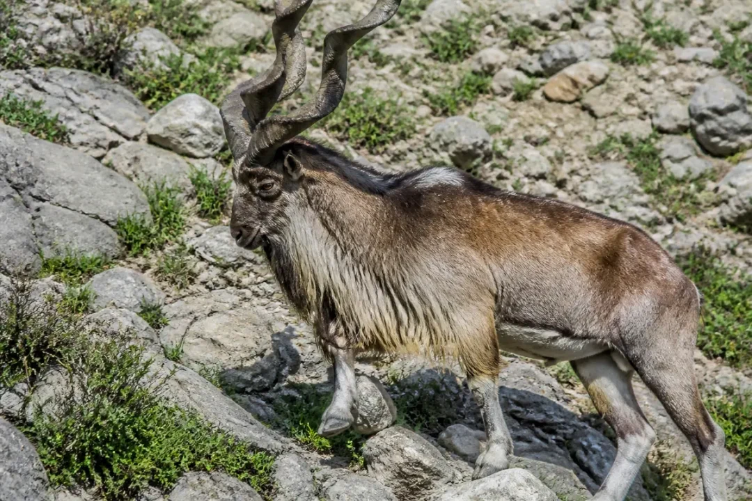 Markhor animal sur rochers escarpés, longues cornes en spirale et pelage brun dense