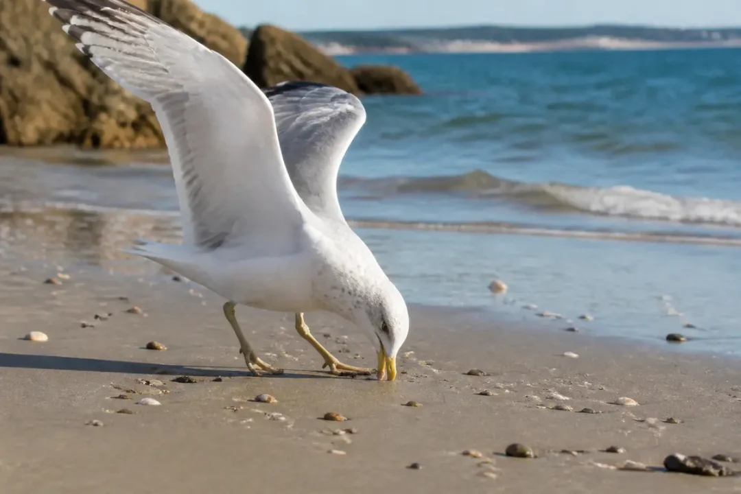 Mouette cherchant de la nourriture sur une plage ensoleillée près de l'océan