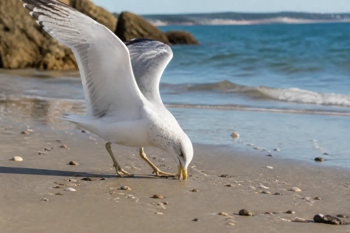 Mouette cherchant de la nourriture sur une plage ensoleillée près de l'océan