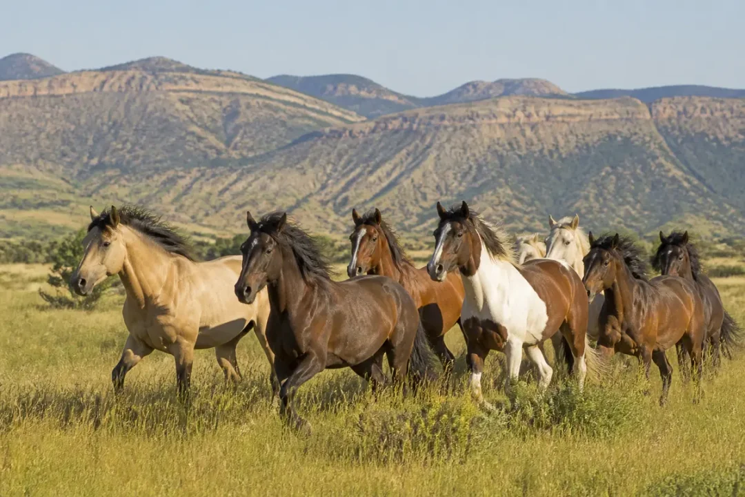 Un troupeau de mustangs chevaux galopant dans une prairie au pied des montagnes.