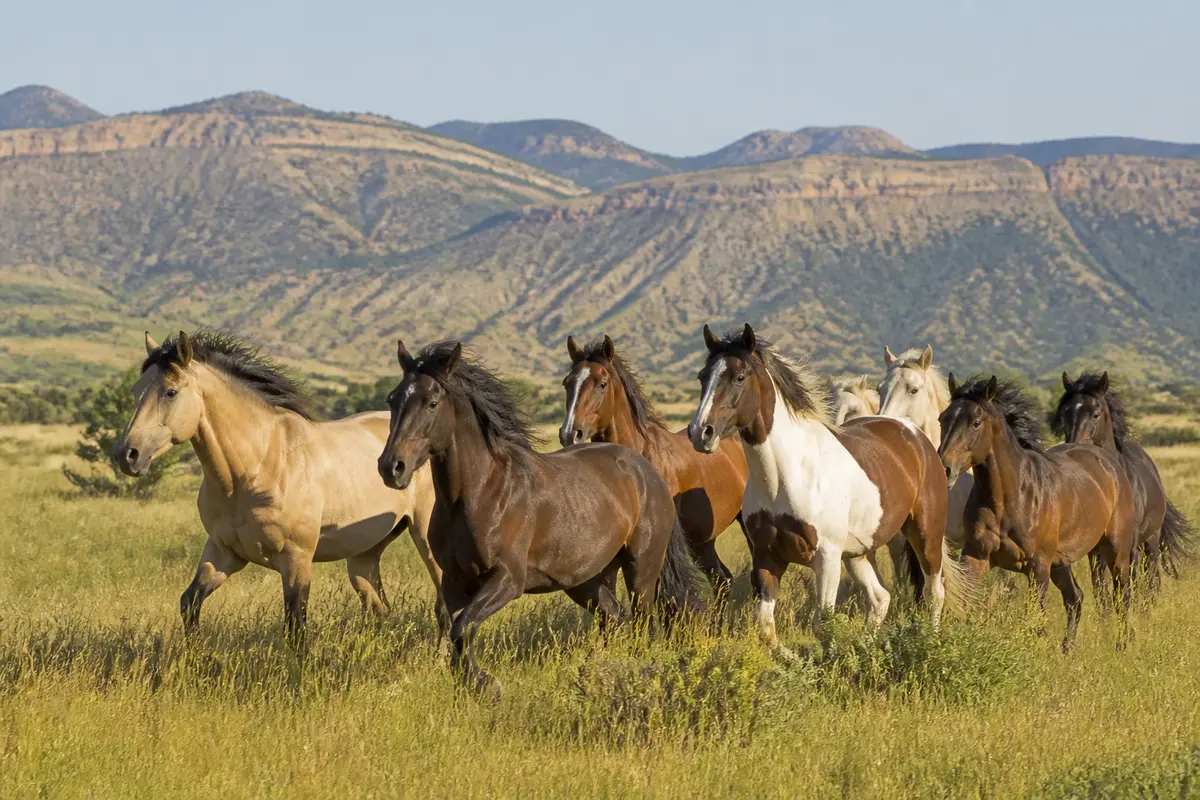 Un troupeau de mustangs chevaux galopant dans une prairie au pied des montagnes.