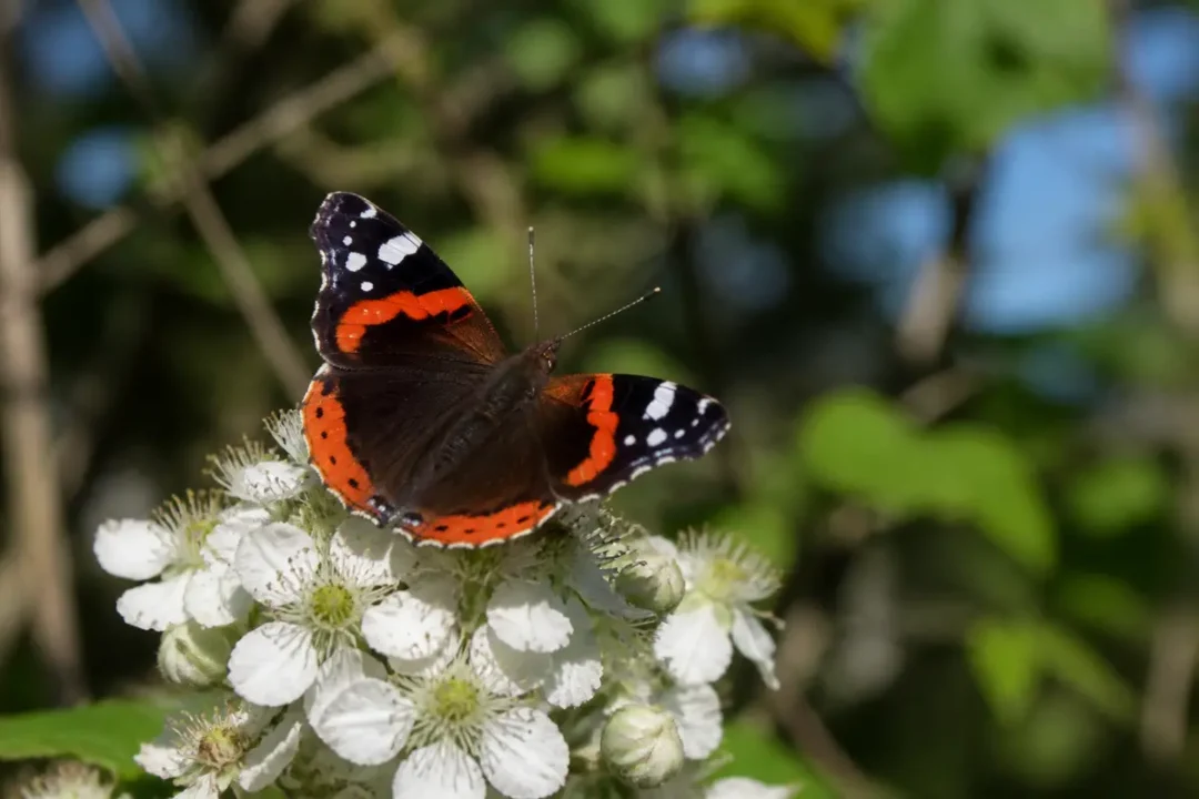 Papillon vulcain posé sur fleurs blanches, ailes oranges et noires visibles