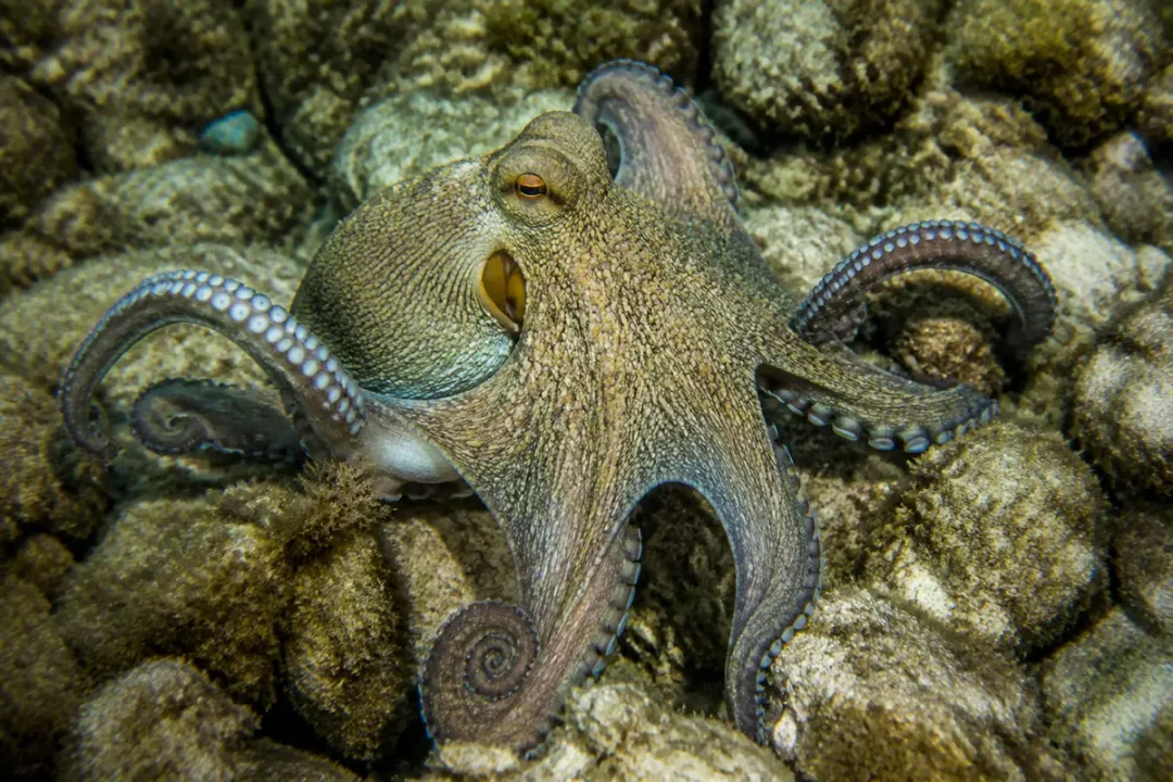 Pieuvre camouflée sur des rochers marins avec ses tentacules enroulés et ventouses visibles