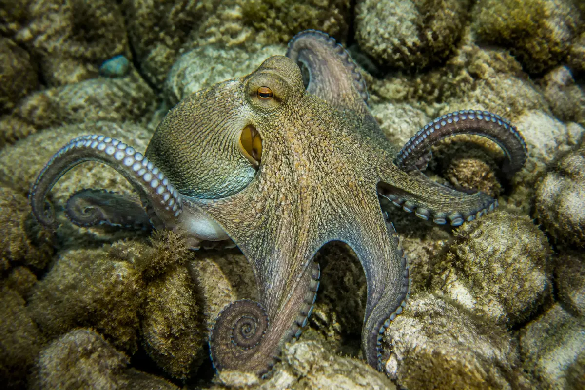 Pieuvre camouflée sur des rochers marins avec ses tentacules enroulés et ventouses visibles